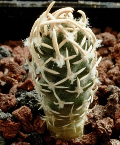 Pediocactus_peeblesianus